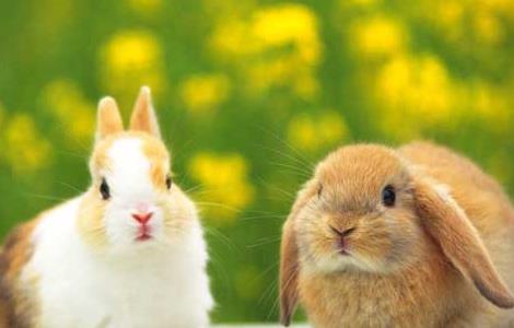 宠物兔养殖有哪些注意事项（宠物兔养殖有哪些注意事项呢）