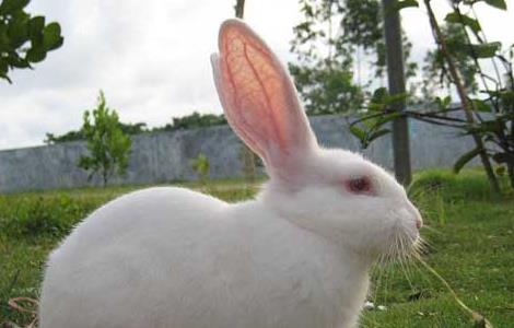 夏季兔子养殖管理技术 冬天兔子养殖技术大全