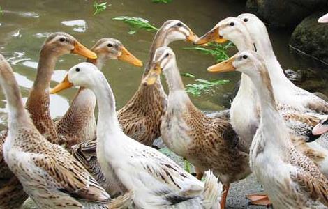 鸭子的野生植物饲料 鸭子的野生植物饲料是什么
