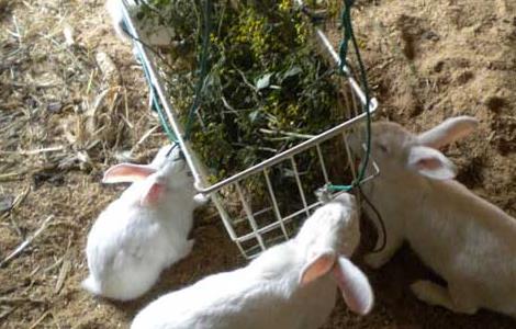 冬季獭兔养殖需要注意哪些问题