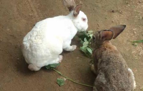 在家兔养殖中选种育种有哪些技巧