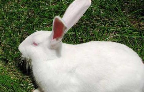 野兔养殖的兔舍环境要求 野兔养殖的兔舍环境要求高吗