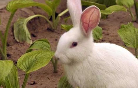肉兔的养殖成本及经济效益