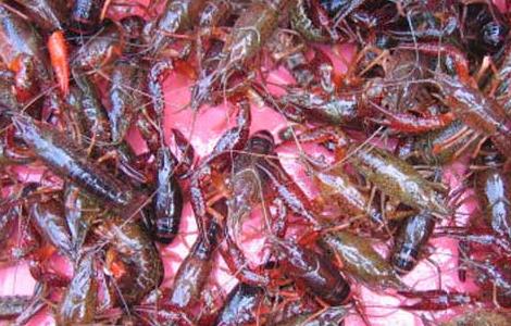 龙虾养殖常见误区 养殖小龙虾的缺点