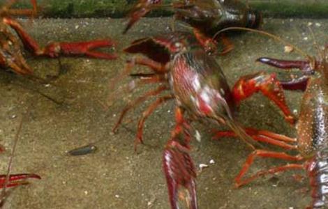 龙虾养殖常见误区