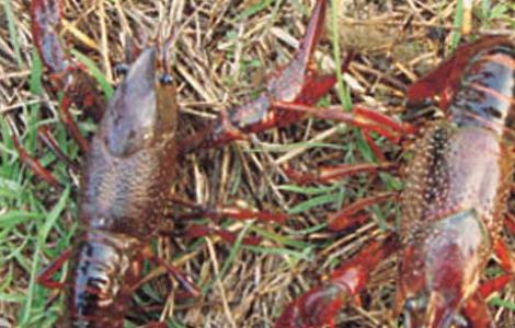 小龙虾病害生态防治技术