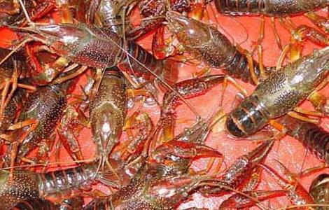 澳洲淡水龙虾养殖技术 澳洲淡水龙虾养殖技术视频