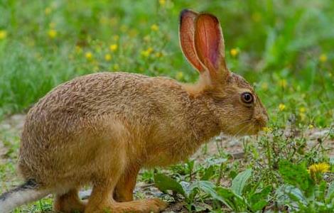 野兔和家兔有什么区别（野兔和家养兔的区别）