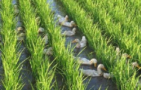 稻鸭共育生态种养技术（稻鸭立体养殖技术把种植和养殖结合）