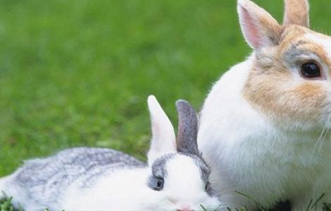 兔子的快速繁殖技术 兔子的快速繁殖技术有哪些