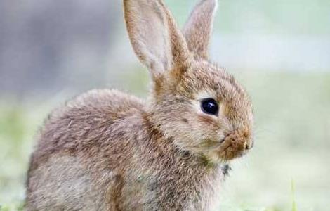提高幼兔成活率的方法 幼兔成活率高吗