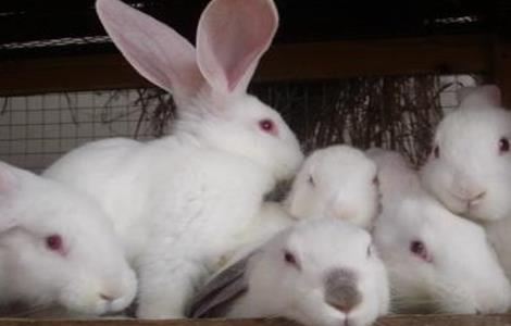 夏季兔子的养殖技术（夏季兔子的养殖技术有哪些）