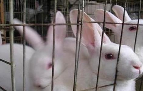 兔子养殖中暑怎么办 宠物兔中暑了怎么办