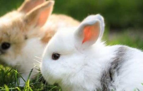 兔子养殖的注意事项（兔子养殖注意事项PPT）