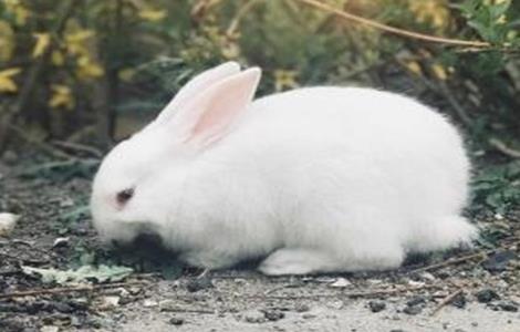 兔子养殖方向（兔子养殖要点）