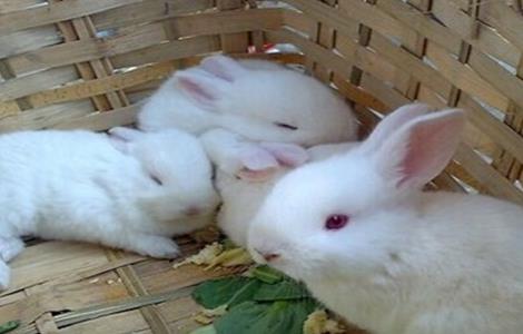 养殖兔子的饲养管理（兔子饲养管理技术）