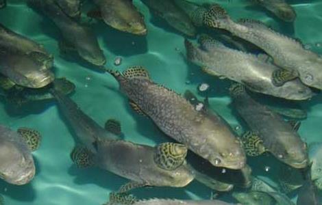 淡水石斑鱼的饲养管理 淡水石斑鱼的饲养管理要点