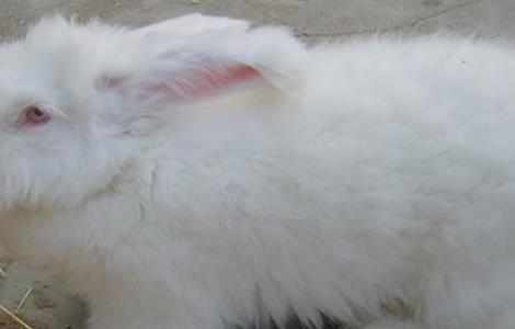 长毛兔养殖的方法（长毛兔养殖技术）