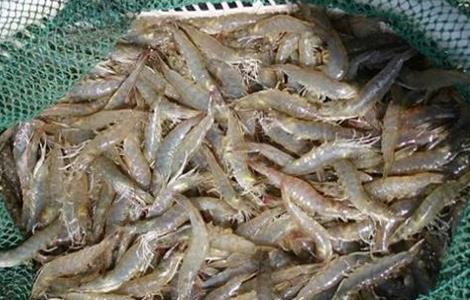 南美白对虾 管理方法 苗期