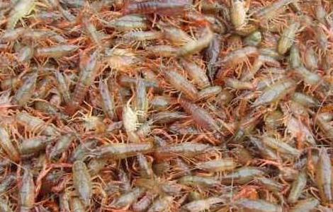 如何提高小龙虾养殖成活率 小龙虾怎么养殖产量高