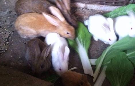 如何提高 兔子 繁殖率