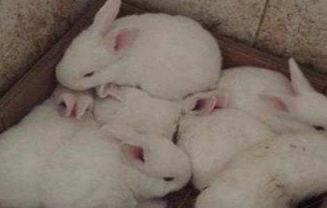 兔子养殖技术 兔子怎么养