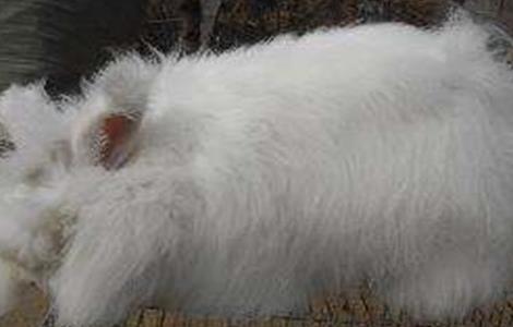 如何提高长毛兔兔毛质量 如何提高长毛兔兔毛质量