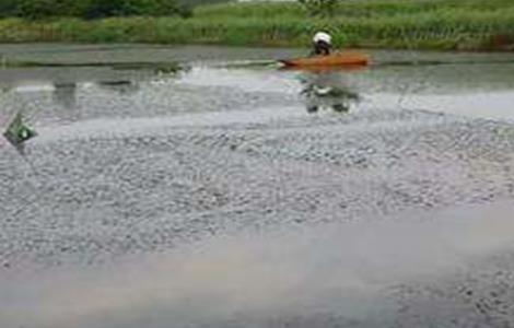 梅雨季节养殖塘该怎么管理 梅雨季节水产养殖怎么做