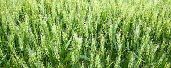小麦测产方法和步骤（小麦测产方法和步骤图）