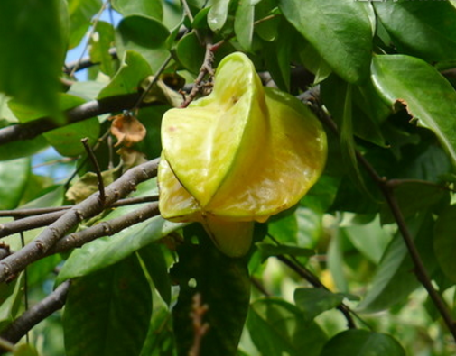 杨桃病虫害及防治方法有哪些 杨桃树病虫害防治