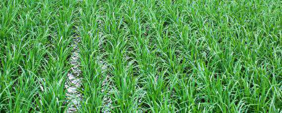 丁草胺对水稻芽有害吗 苄嘧唑草酮对水稻危害