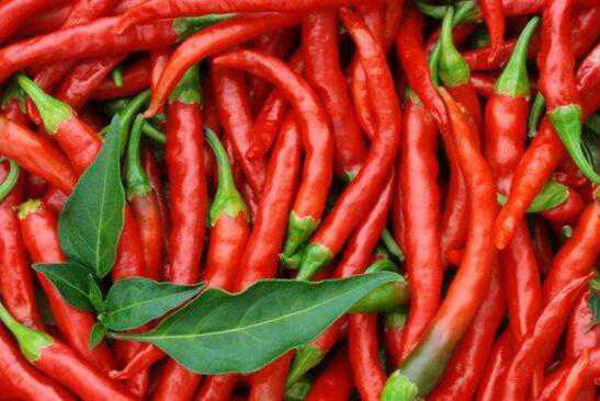 长期不吃辣椒的好处 长期不吃辣椒的好处是什么