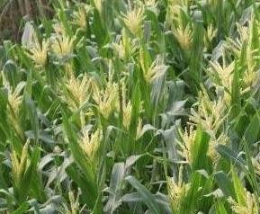玉米穗有什么药用价值 玉米穗的功效与作用