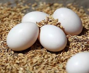 鸽子蛋的营养价值及功效（鸽子蛋的营养价值及功效和禁忌）