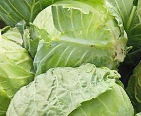 哪些蔬菜能补钙 哪些蔬菜能补钙并且能增加骨头的密度