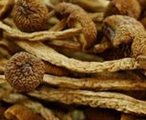 茶树菇的功效与作用 茶树菇的功效与作用禁忌