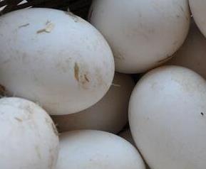 鹅蛋的营养价值 鹅蛋的营养价值及功效