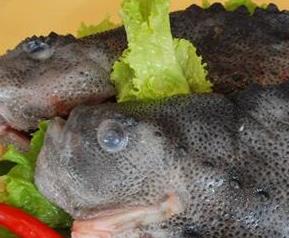 海参斑鱼的营养价值与功效（海参斑鱼的营养价值与功效图片）