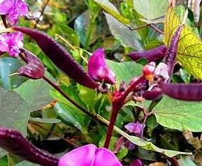 紫扁豆藤的药用价值 紫藤的豆子