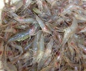 淡水虾和海水虾的区别 淡水虾和海水虾的区别图解