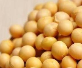 黄豆壳的营养价值 黄豆壳的营养价值和功效