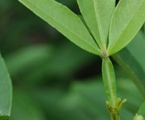 竹叶椒的药用功效与用法 竹叶椒叶的功效