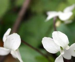白花堇菜主要的营养价值 白花菜药用价值