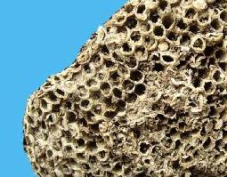 露蜂房是什么 露蜂房是什么蜂的巢