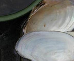 河蚌壳的药用价值 河蚌壳的药用价值是什么