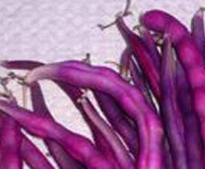 紫色豆角的营养价值 紫色的豆角有什么营养