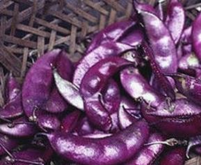 紫色扁豆怎么做好吃（紫色扁豆怎么做好吃视频）