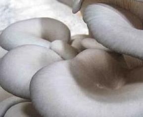 蘑菇的养生功效有哪些（蘑菇的养生功效有哪些图片）