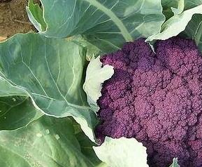 紫色花椰菜的营养价值（紫色花椰菜的营养价值及功效）