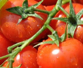吃西红柿能减肥吗（每天吃西红柿能减肥吗）